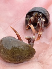 Pagurus bernhardus