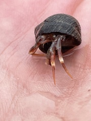 Pagurus bernhardus