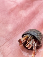 Pagurus bernhardus