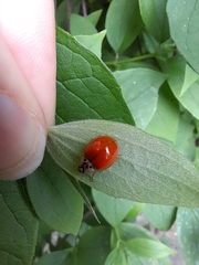 Harmonia axyridis