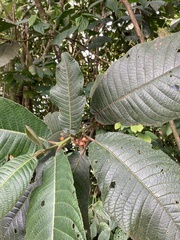 Siparuna aspera