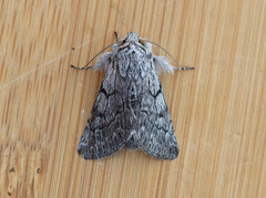 Pleromelloida conserta