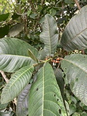 Siparuna aspera