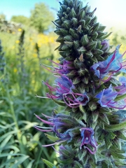 Echium lusitanicum