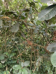 Siparuna aspera