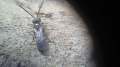 Pterygota