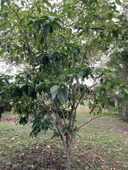 Tabernaemontana divaricata