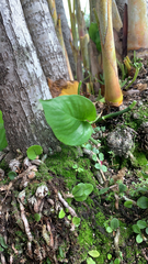 Epipremnum aureum