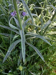 Echium lusitanicum
