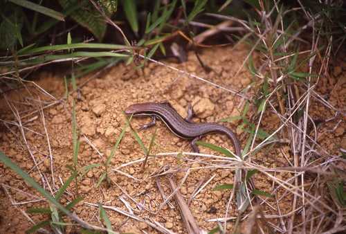 Trachylepis gravenhorstii