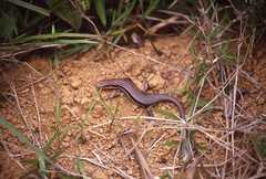 Trachylepis gravenhorstii