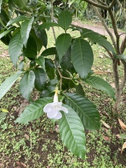 Tabernaemontana divaricata