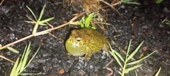 Sclerophrys pusilla
