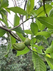 Tabernaemontana divaricata