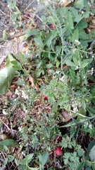 Angiospermae