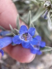 Penstemon dolius