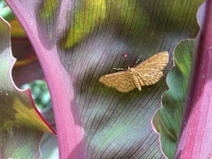 Lepidoptera