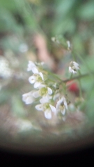 Angiospermae