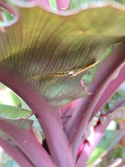 Lepidoptera