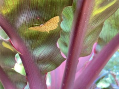 Lepidoptera