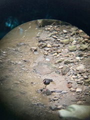 Phimosus infuscatus