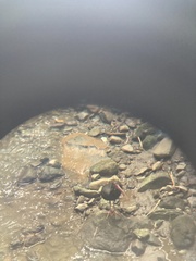 Phimosus infuscatus