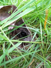 Bombus