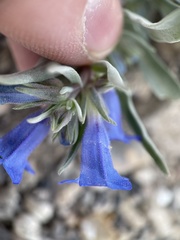 Penstemon dolius