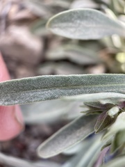 Penstemon dolius