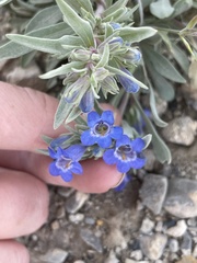 Penstemon dolius