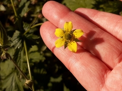 Geum urbanum