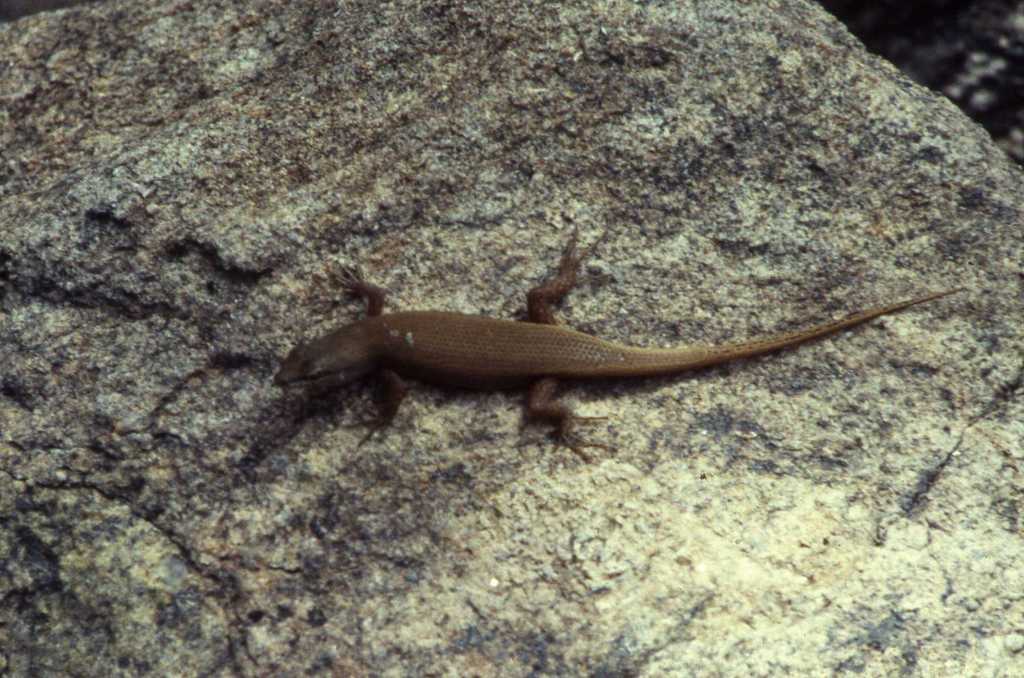 Bronze Rock Skink