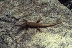 Trachylepis lacertiformis