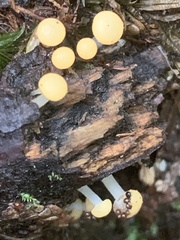 Vibrissea truncorum