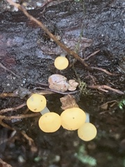 Vibrissea truncorum