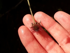 Geum urbanum