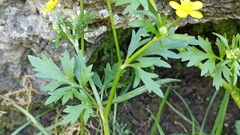 Ranunculus trilobus