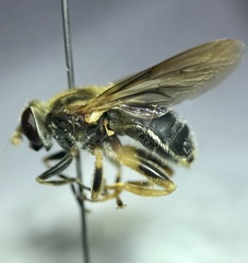 Teuchocnemis lituratus