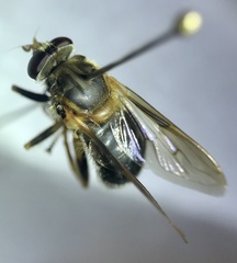 Teuchocnemis lituratus