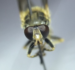 Teuchocnemis lituratus