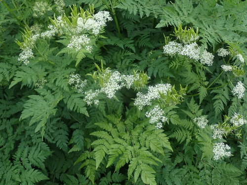 Cicely (Myrrhis odorata)