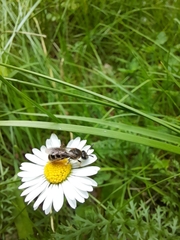 Anthophila