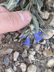 Penstemon dolius