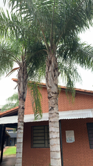 Syagrus romanzoffiana