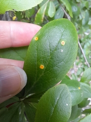 Puccinia graminis