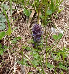 Ajuga pyramidalis