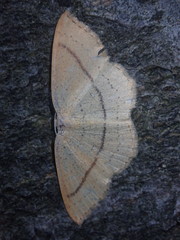 Cyclophora linearia