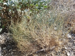 Stillingia linearifolia