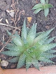 Aristaloe