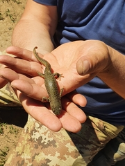 Pleurodeles nebulosus